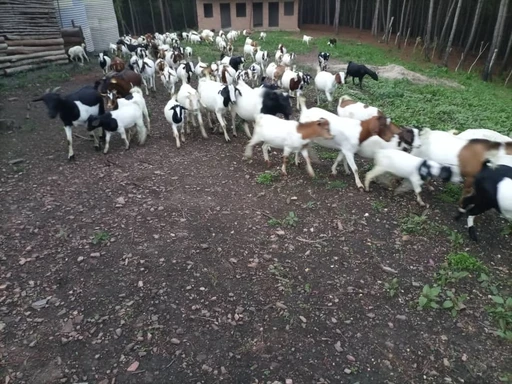 Animal Welfare